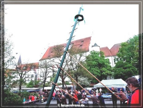 maibaum-2015-6.jpg